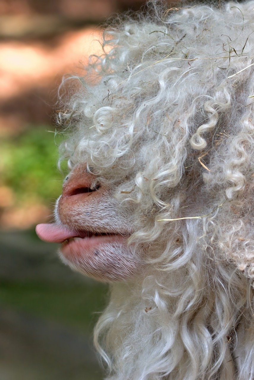 animal, sheep, cashmere, nature, goat, lana, mammal, farm, flock, language, first floor, head